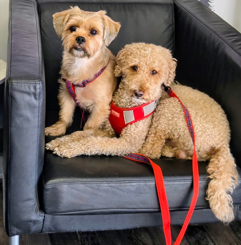 Sponsor Stanley & Ollie