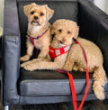 Sponsor Stanley & Ollie