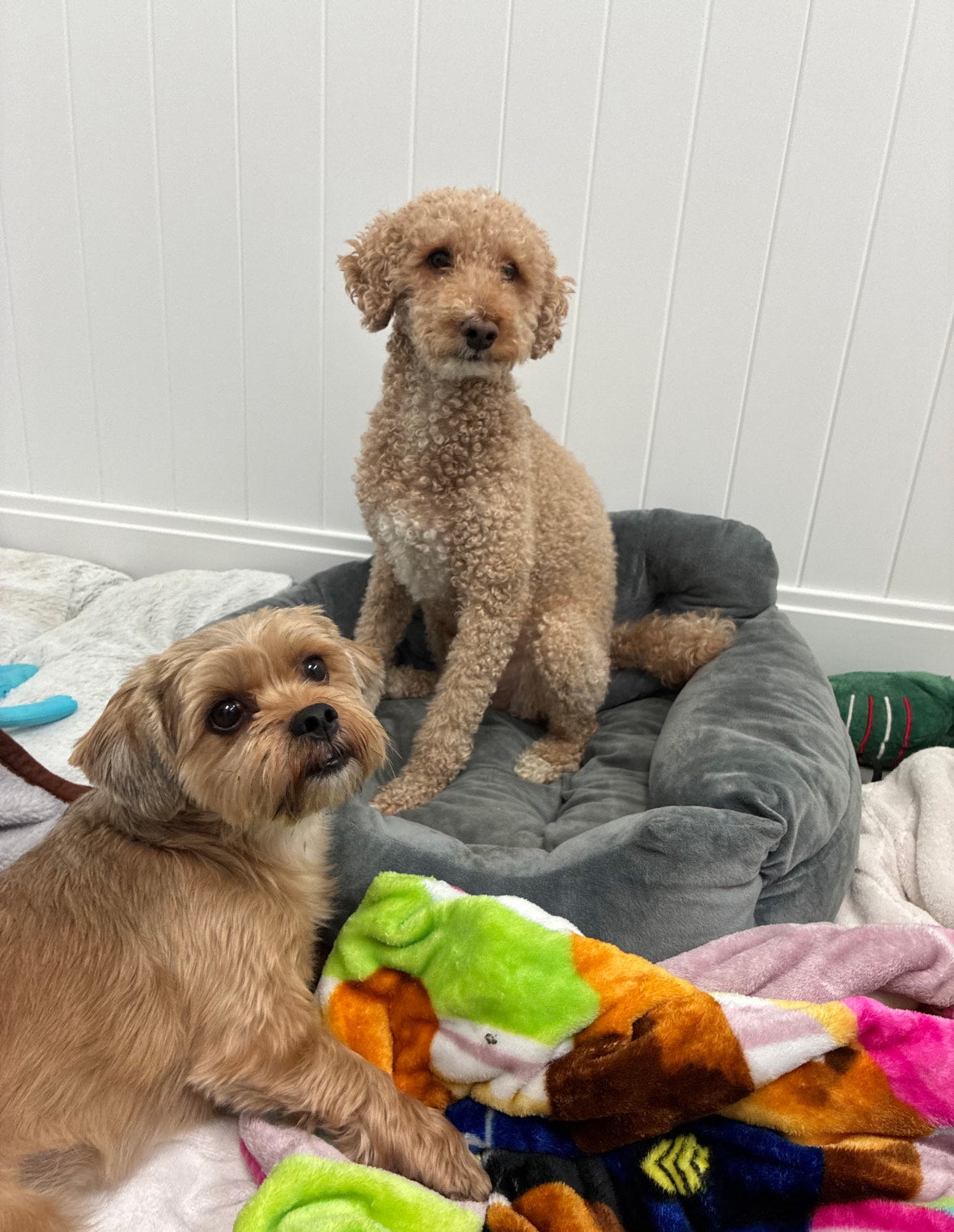 Sponsor Stanley & Ollie