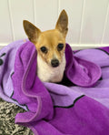 Small dog wrapped in a purple blanket with a white background